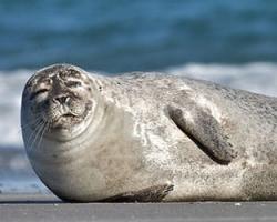 Приснился тюлень, морж: трактовка снов К чему снится нерпа в воде