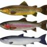 Dream Interpretation: Why trout dreams