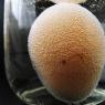 How to make a clear egg without vinegar