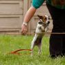 Trening Jack Russell terijera: karakteristike pasmine, preporuke i recenzije