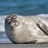 I dreamed about a seal, a walrus: interpretation of dreams Why do you dream of a seal in the water